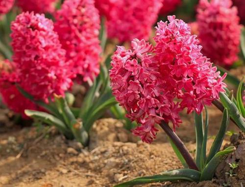 风信子的种植技术有哪些?(图3) 风信子的种植技术有哪些?